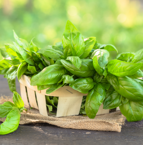 Basil - Sweet - Fyne Herbs singles