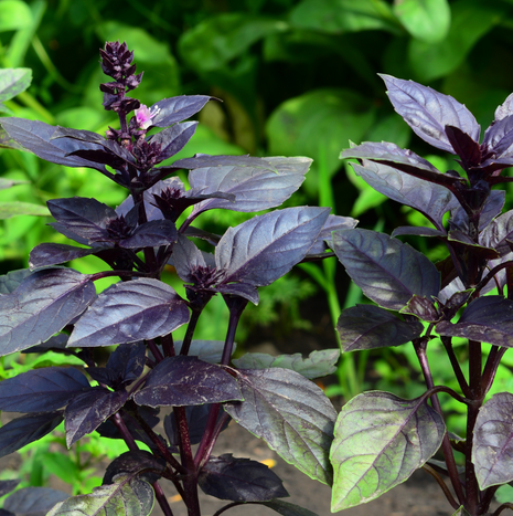 Basil - Purple - Fyne Herbs