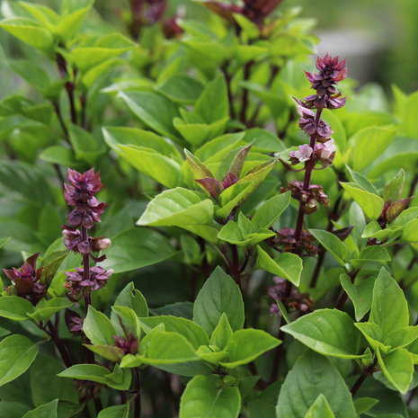 Basil - Thai Siam Queen - Fyne Herbs