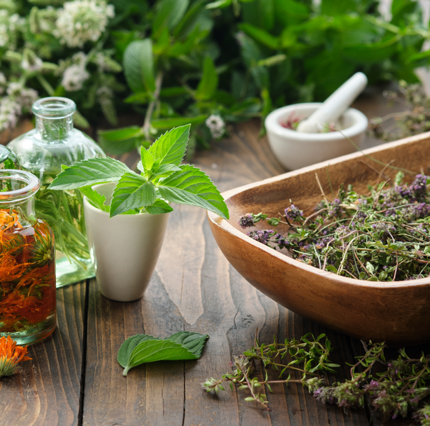 Bergamot - Fyne Herbs