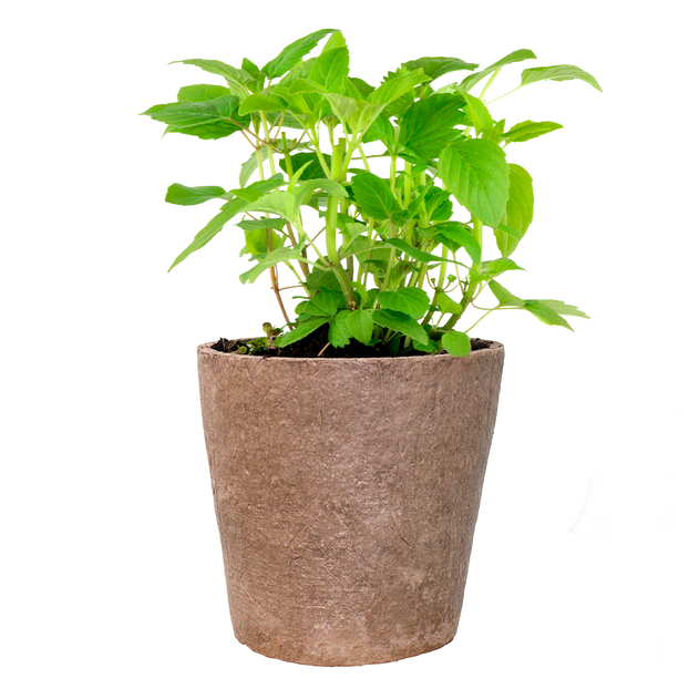 Bergamot - Fyne Herbs