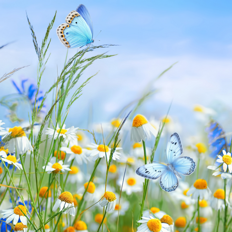 Butterfly Bonanza Herb Collection - Fyne Herbs Bundle