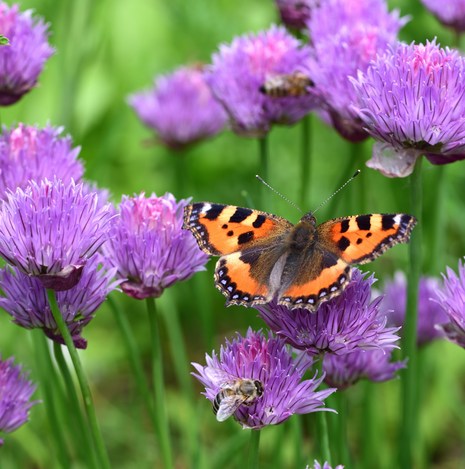 Butterfly Bonanza Herb Collection - Fyne Herbs Bundle