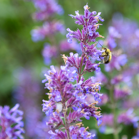 Catmint - Fyne Herbs