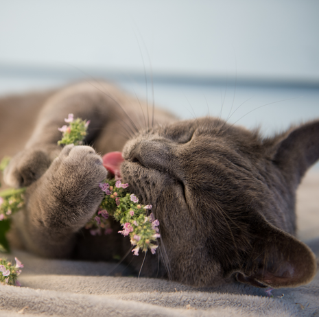 Blissful Kitty Herb Collection - Fyne Herbs Bundle