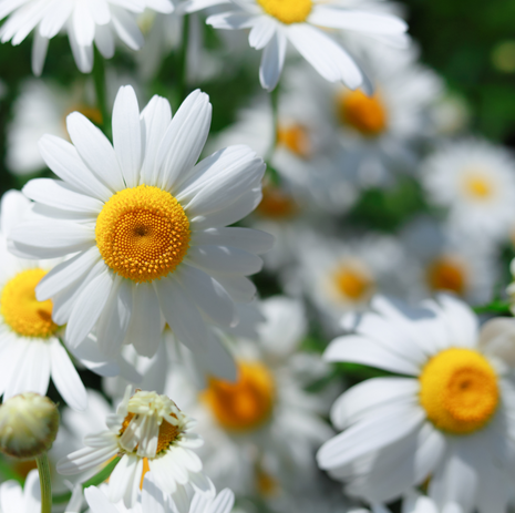 Chamomile - Roman - Fyne Herbs