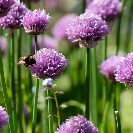 Chive - Fyne Herbs