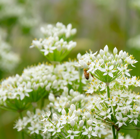 Chive - Garlic - Fyne Herbs