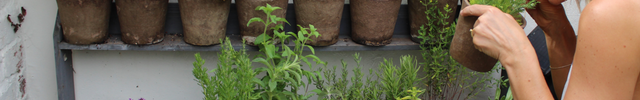 Herb plants thriving in eco-friendly containers