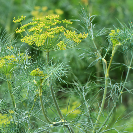 Dill - Fyne Herbs