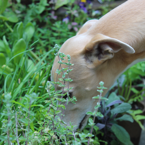 Pet Friendly Herb Garden Box