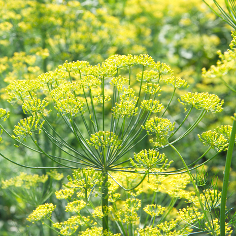 Fennel - Common - Fyne Herbs