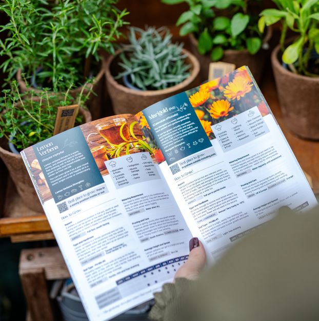 Essential Herb Garden Box