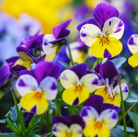 Heartsease - Fyne Herbs