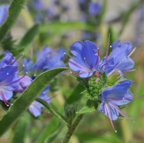 Hyssop - Fyne Herbs