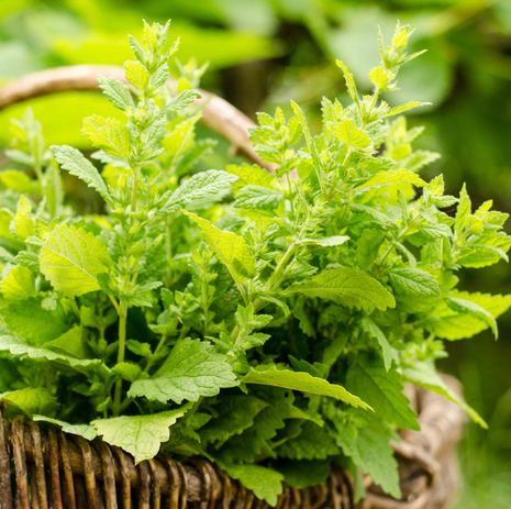 Lemon Balm - Fyne Herbs singles