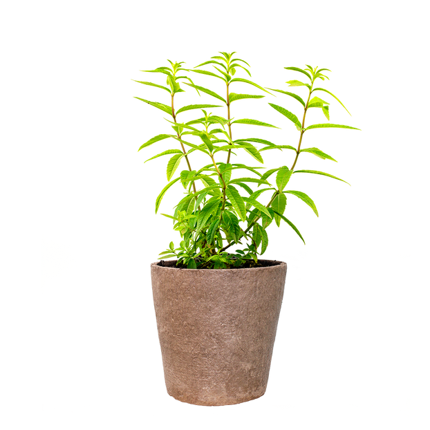 Lemon - Verbena - Fyne Herbs singles