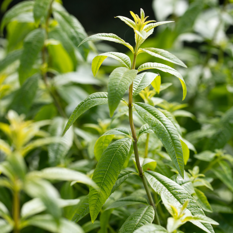 Lemon - Verbena - Fyne Herbs singles