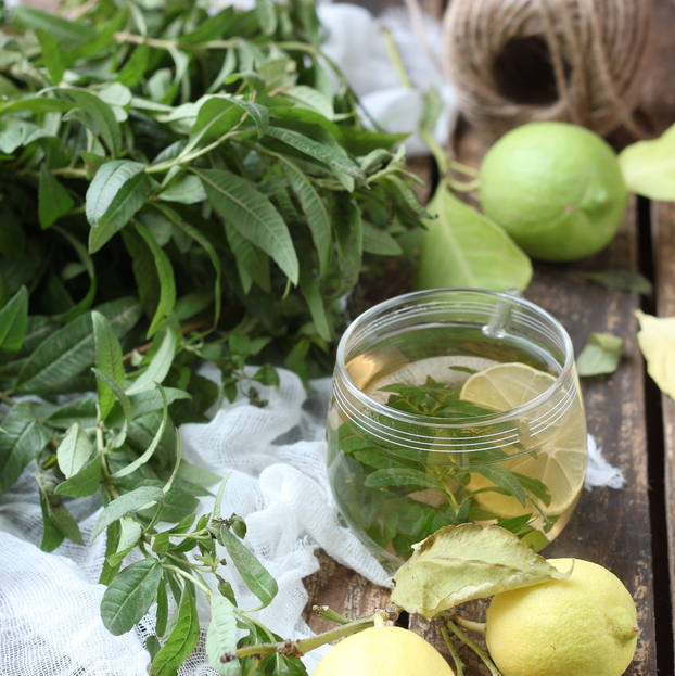Lemon - Verbena - Fyne Herbs singles
