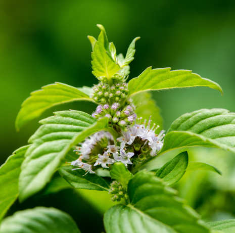 Lemon Mint