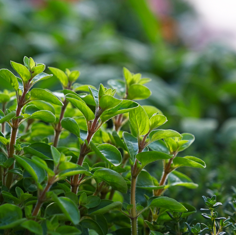 Marjoram - sweet - Fyne Herbs