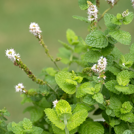 Mint - apple - Fyne Herbs
