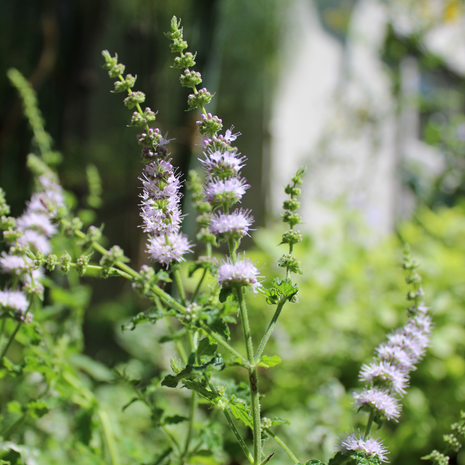 Mint - Strawberry - Fyne Herbs
