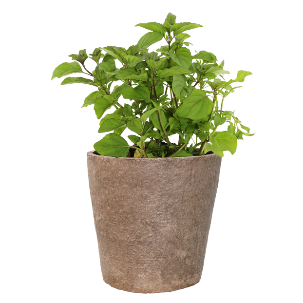 Mint - Lime - Fyne Herbs singles