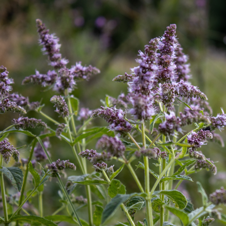 Mint - Lime - Fyne Herbs singles