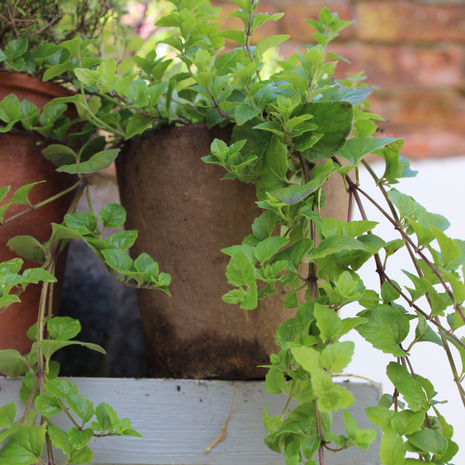 Mint - Indian - Fyne Herbs