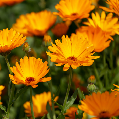 Marigold (Pot) - Fyne Herbs