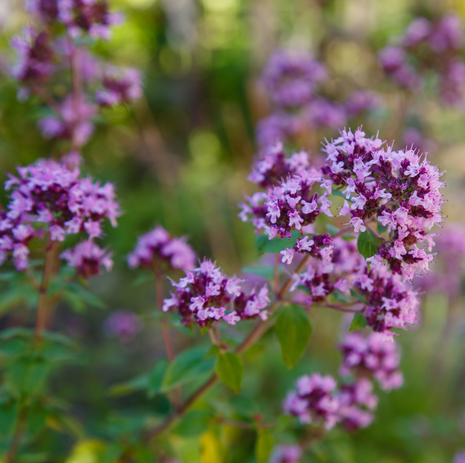 Oregano - Fyne Herbs