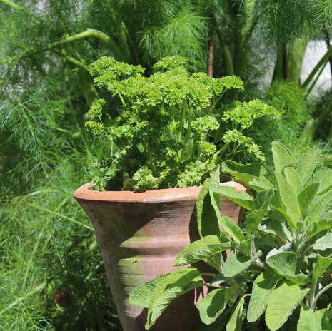 Parsley - curled - Fyne Herbs
