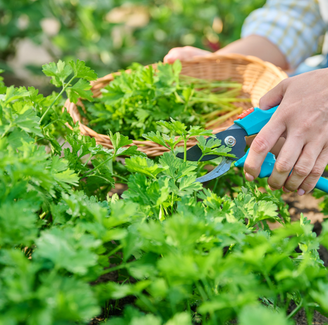 Parsley - Flat Leaved - Fyne Herbs