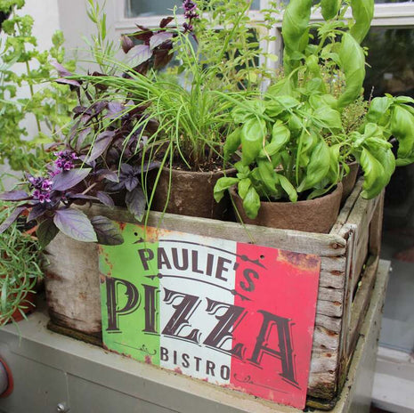 Perfect Pizza Herb Collection - Fyne Herbs Bundle