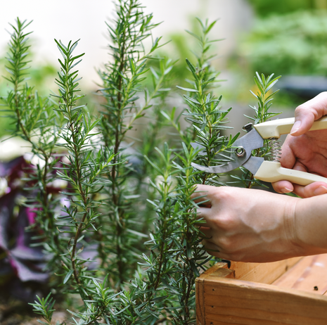 Rosemary - Barbeque - Fyne Herbs