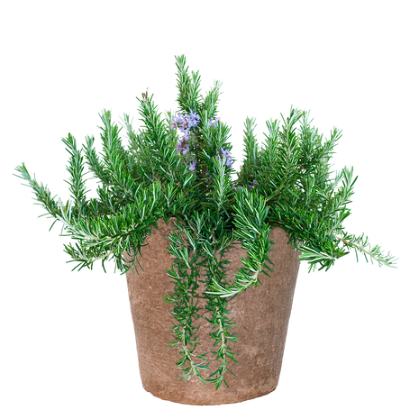 Rosemary - Trailing - Fyne Herbs