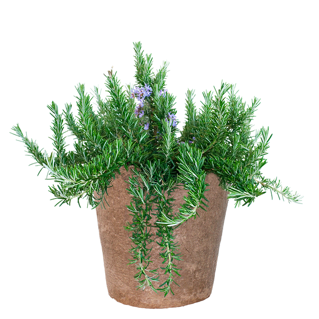 Rosemary - Trailing - Fyne Herbs