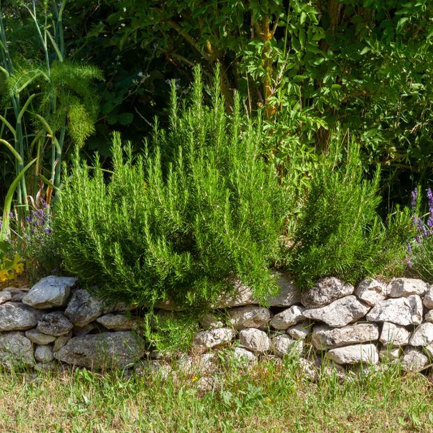 Evergreen Herb Collection - Fyne Herbs Bundle