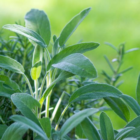 Sage - common - Fyne Herbs
