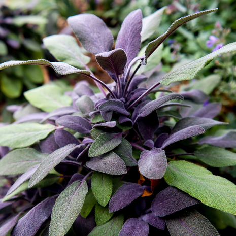 Sage - purple - Fyne Herbs