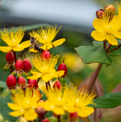 St John's Wort - Fyne Herbs