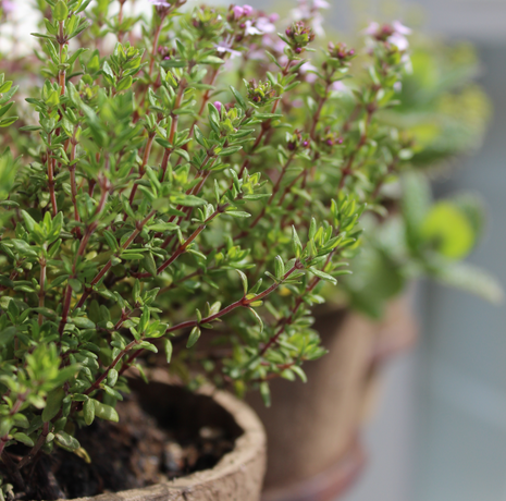 Thyme - Common - Fyne Herbs