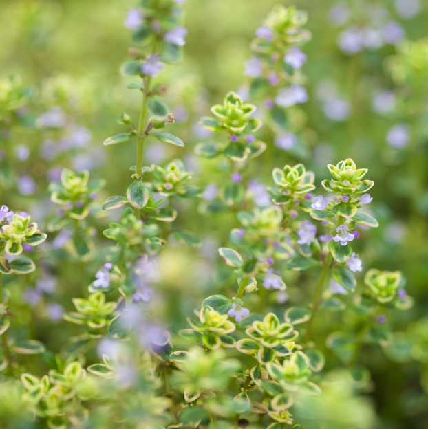 Thyme - Lemon - Fyne Herbs