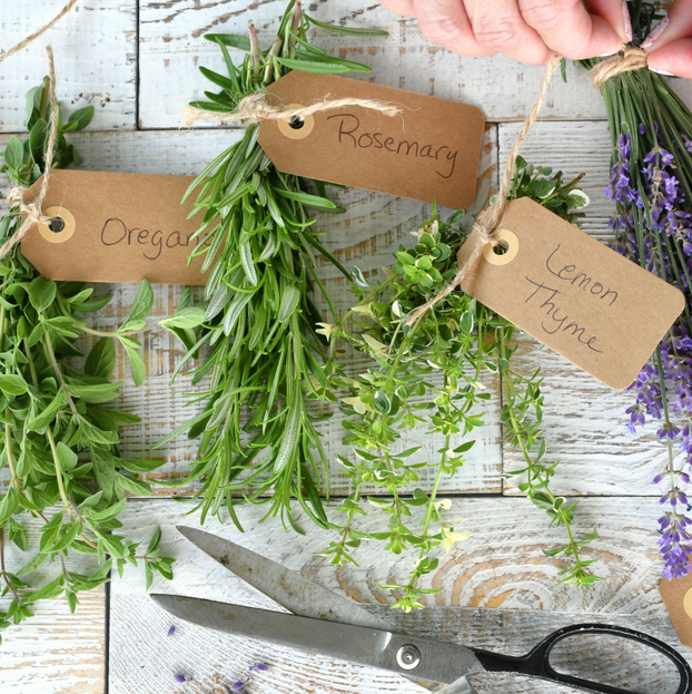 Thyme - Lemon - Fyne Herbs