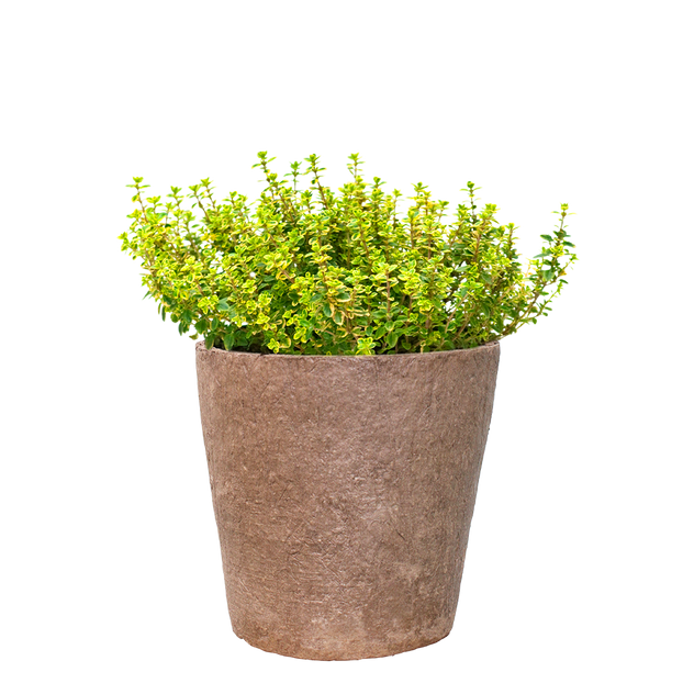 Thyme - Lemon - Fyne Herbs