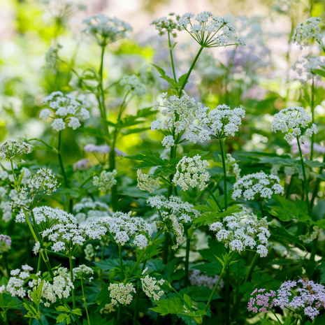 Valerian - Fyne Herbs