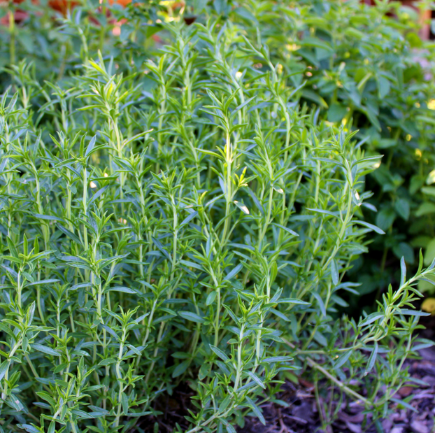 Winter Savory - Fyne Herbs
