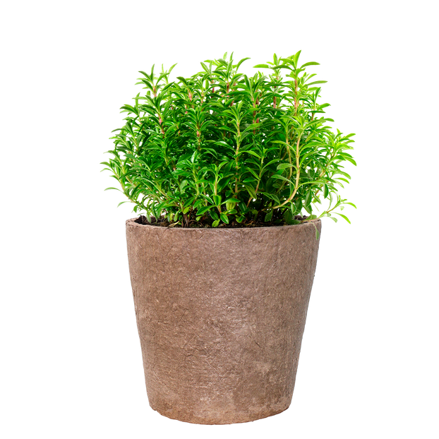 Winter Savory - Fyne Herbs