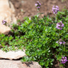 Thyme - Creeping Lemon